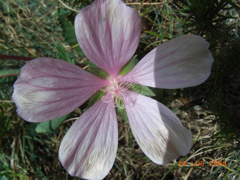 Malope malacoides /  Malope